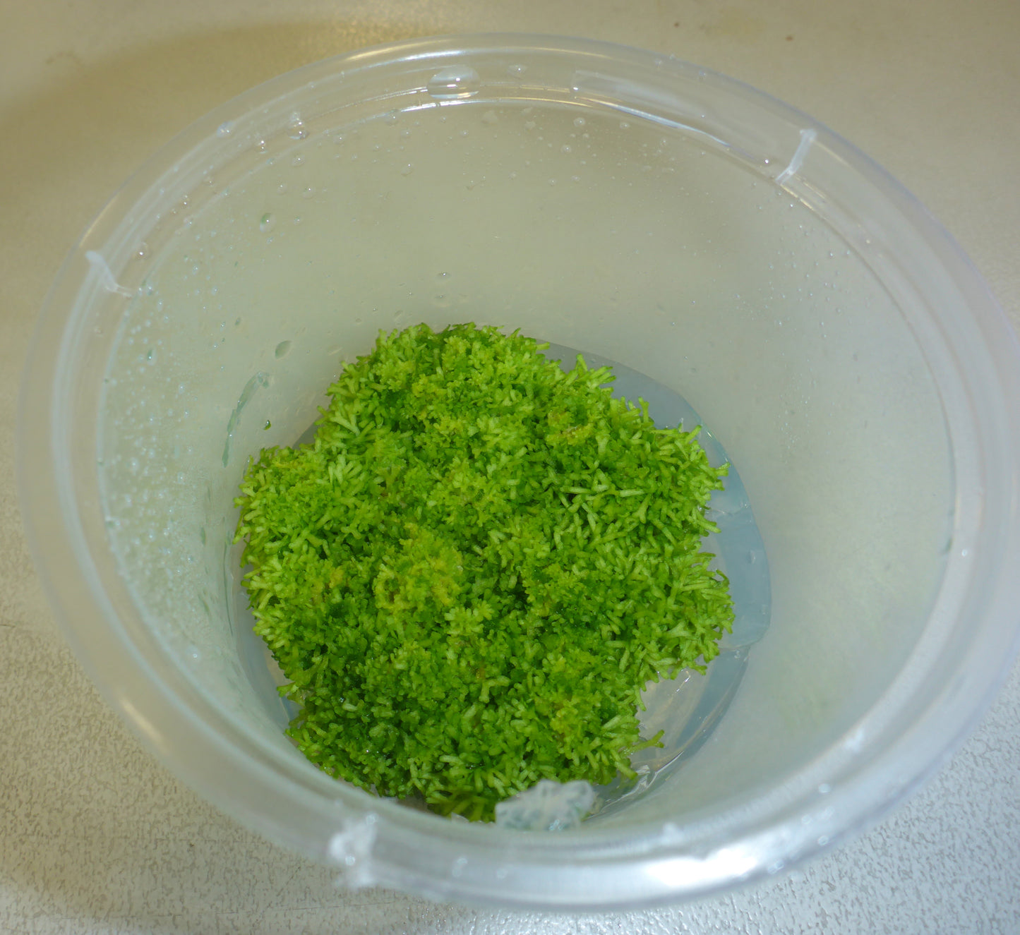 Live Plant Riccia Fluitans Tissue Culture Pot