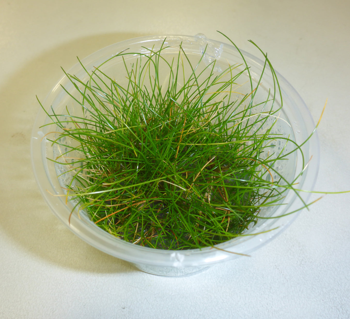 Live plant tissue culture Belem Hair grass