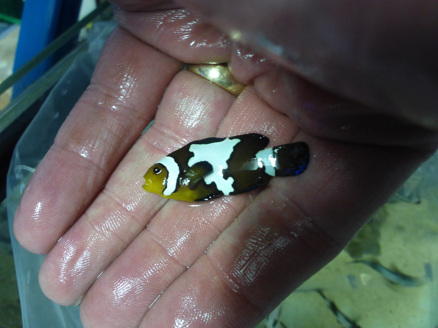 Black ice Clownfish 3.5cm