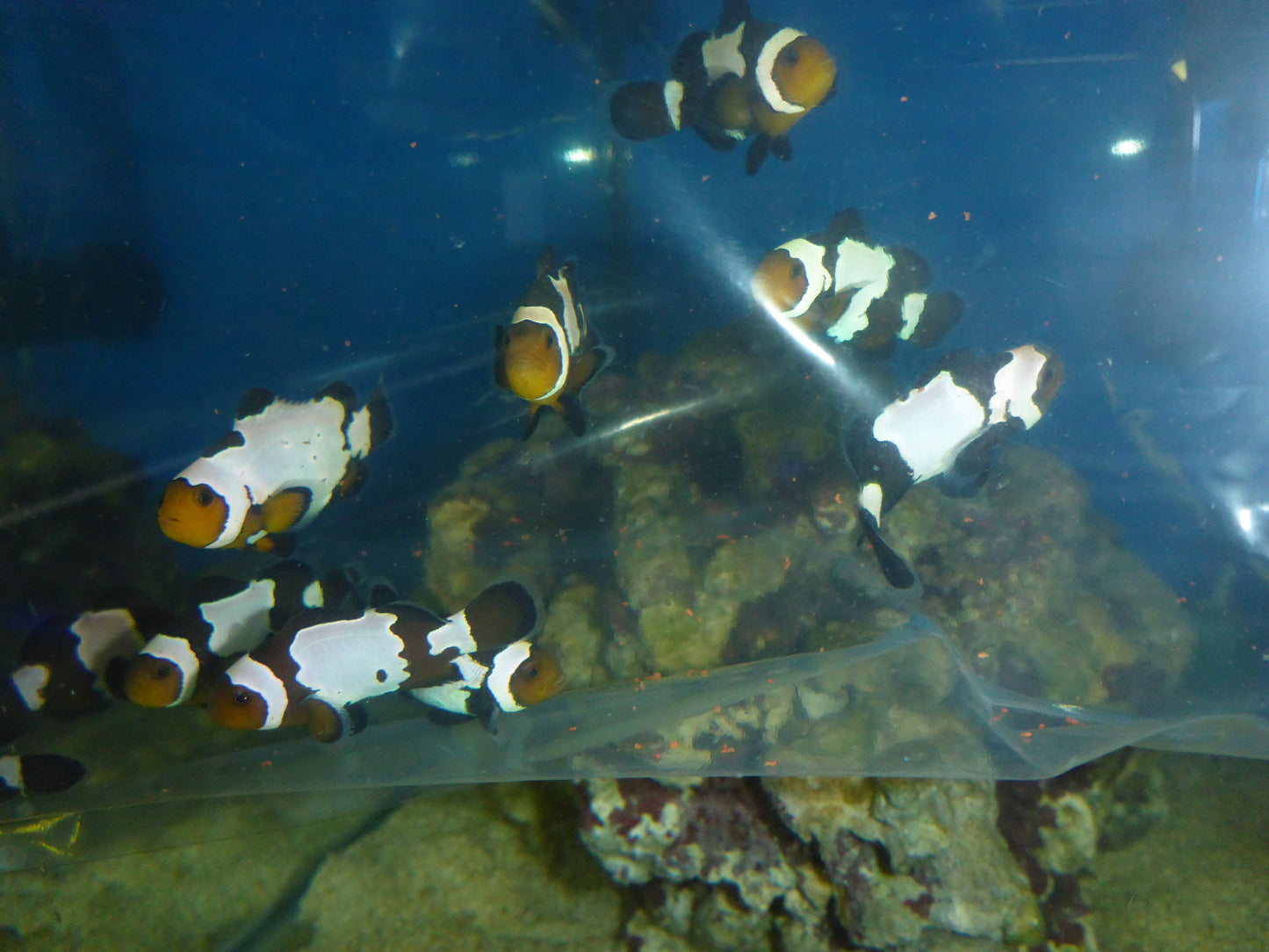 Black ice Clownfish 3.5cm