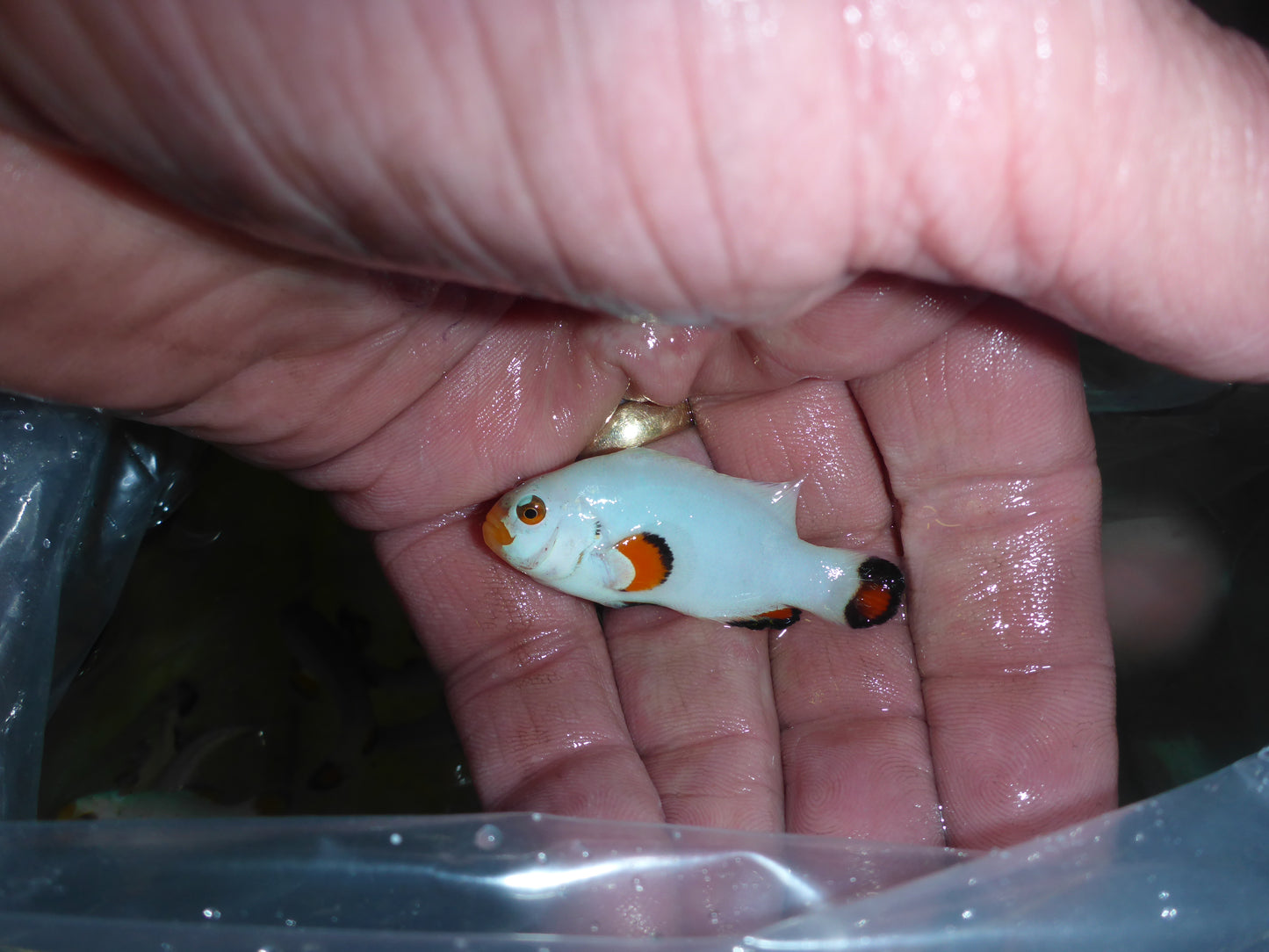 Platinum Clownfish 4cm