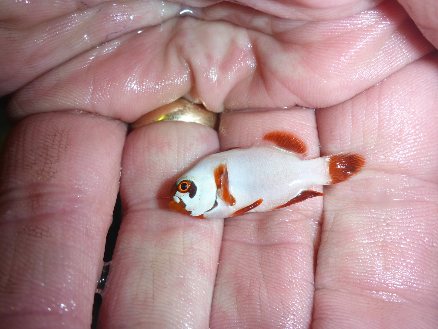 Gold Nugget Clownfish 3cm