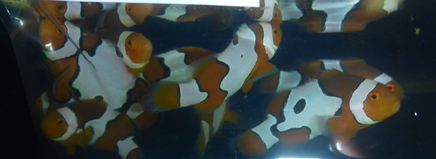 Picasso Clownfish 5cm