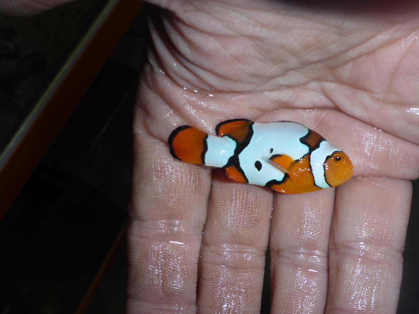 Picasso Clownfish 5cm