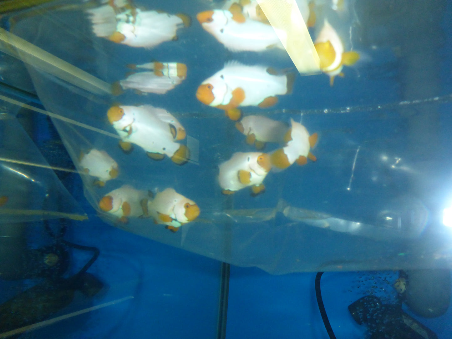 Snowflake Clownfish 4cm