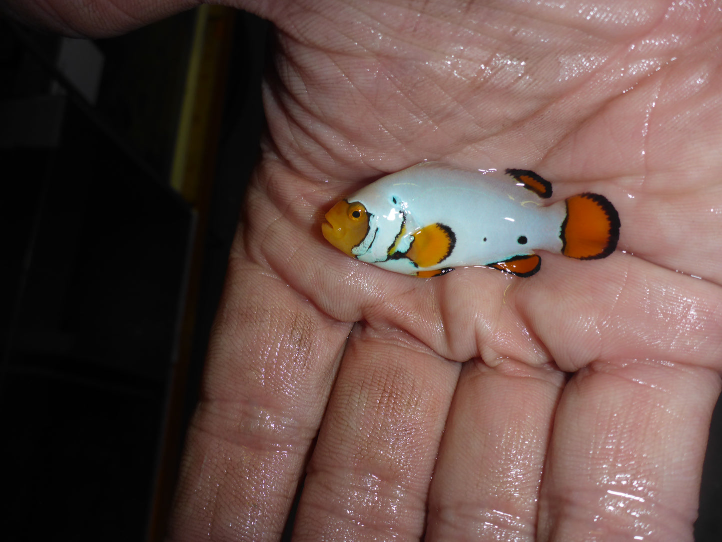 Snowflake Clownfish 4cm