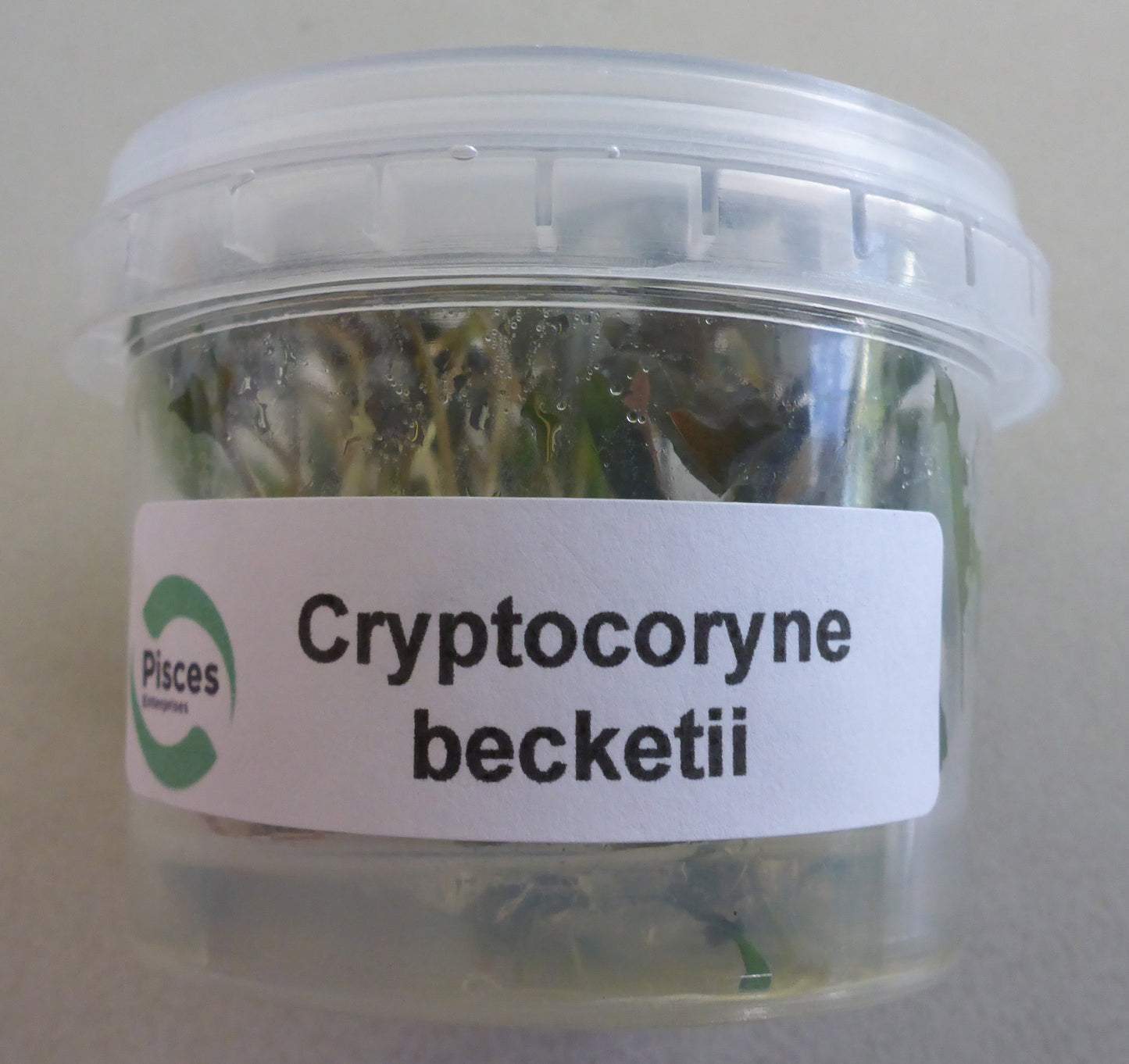 Live plant Cryptocoryne becketti  tissue culture pot