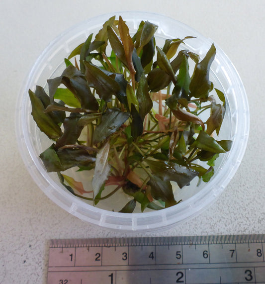 Live plant Cryptocoryne becketti  tissue culture pot