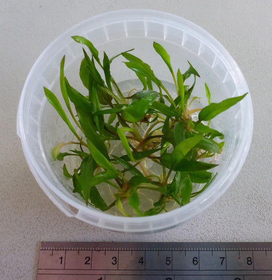 Live plant Cryptocoryne Wendtii green tissue culture pot (broad)