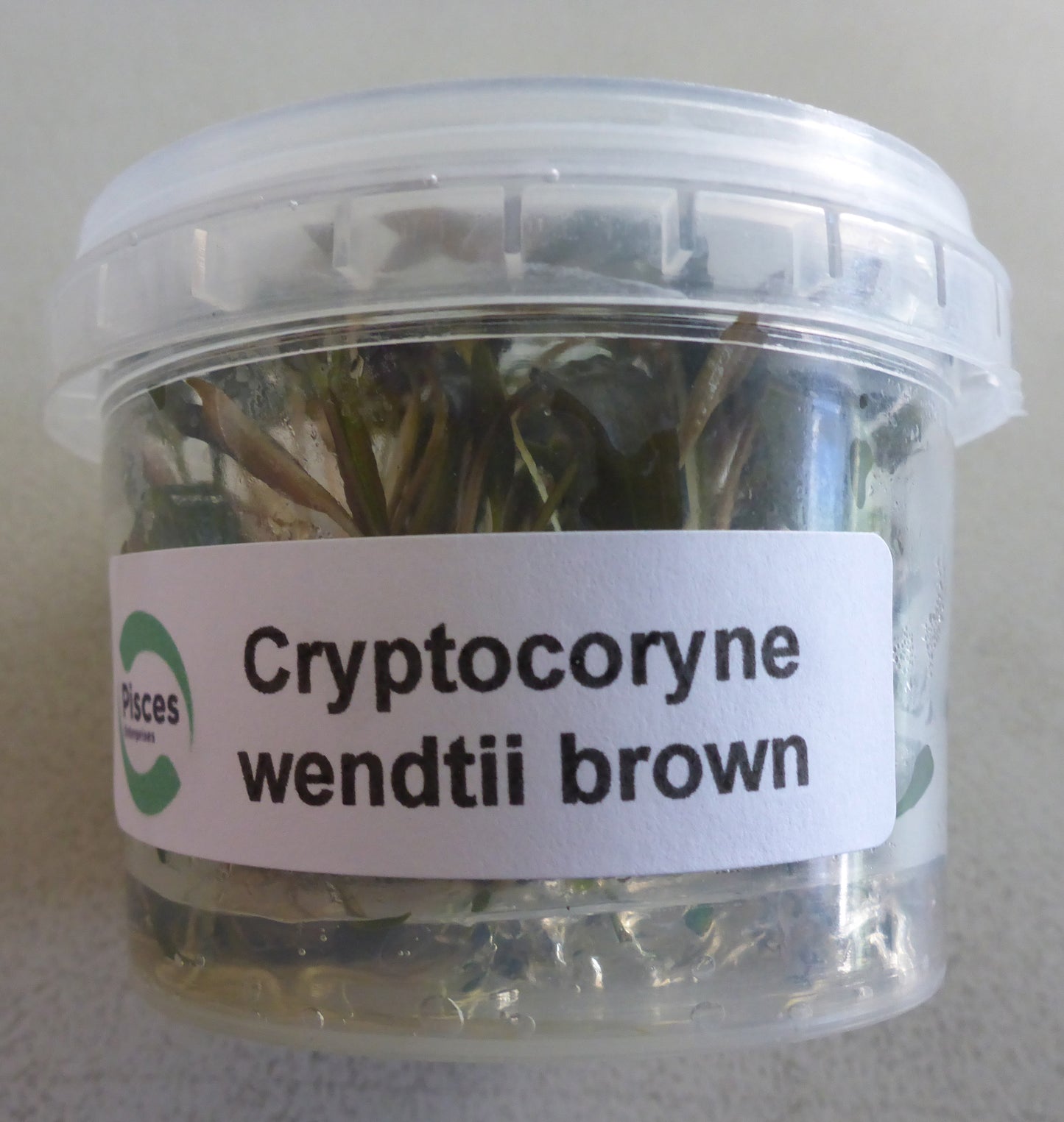 Live plant Cryptocoryne Wendtii brown tissue culture pot