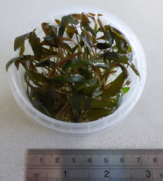 Live plant Cryptocoryne Wendtii brown tissue culture pot