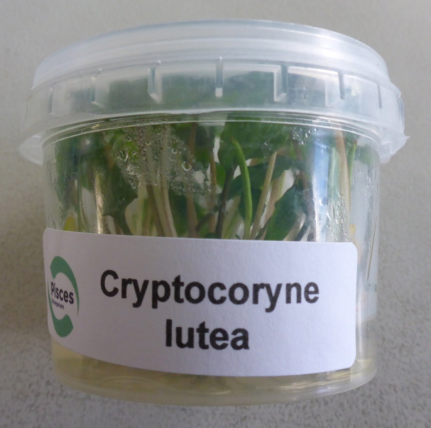 Live plant Cryptocoryne lutea tissue culture pot