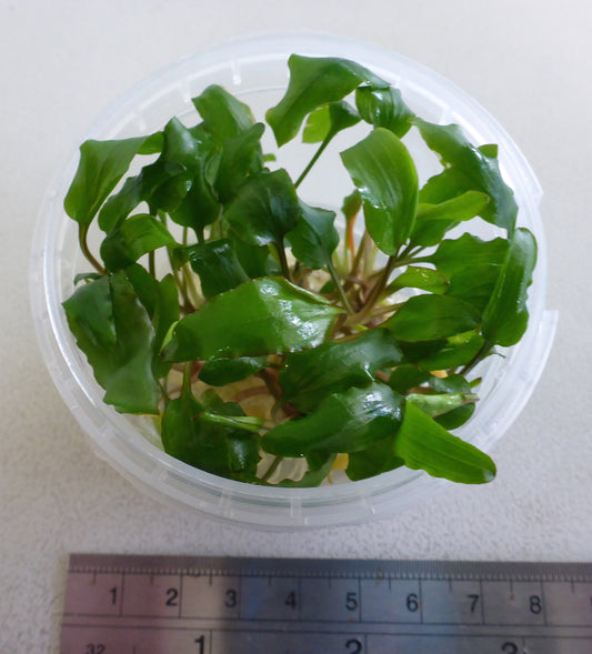 Live plant Cryptocoryne lutea tissue culture pot