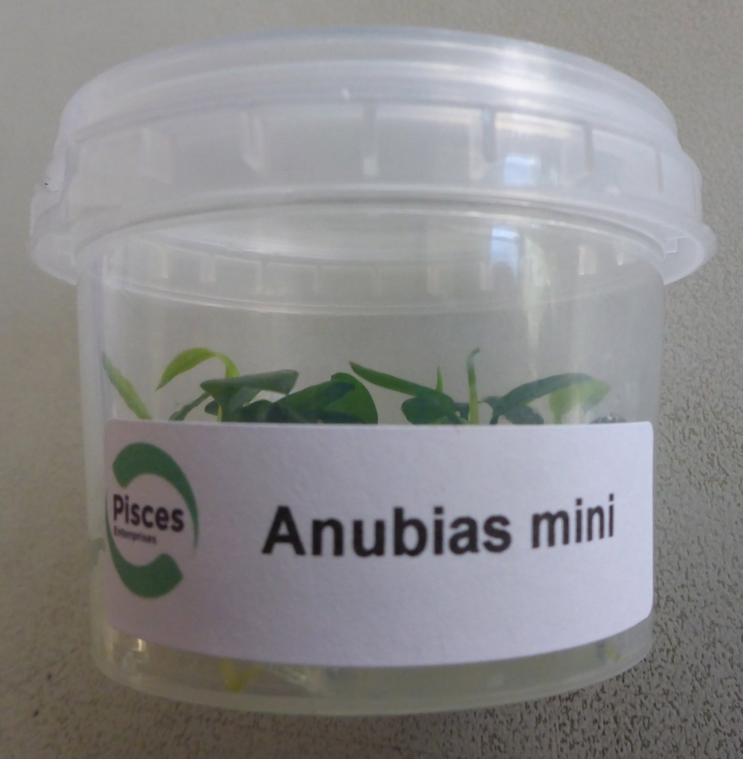 Live plant Anubias mini nana tissue culture pot