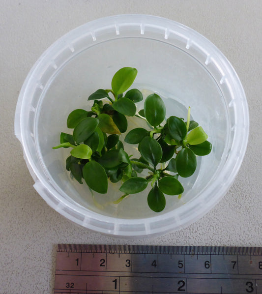 Live plant Anubias mini nana tissue culture pot