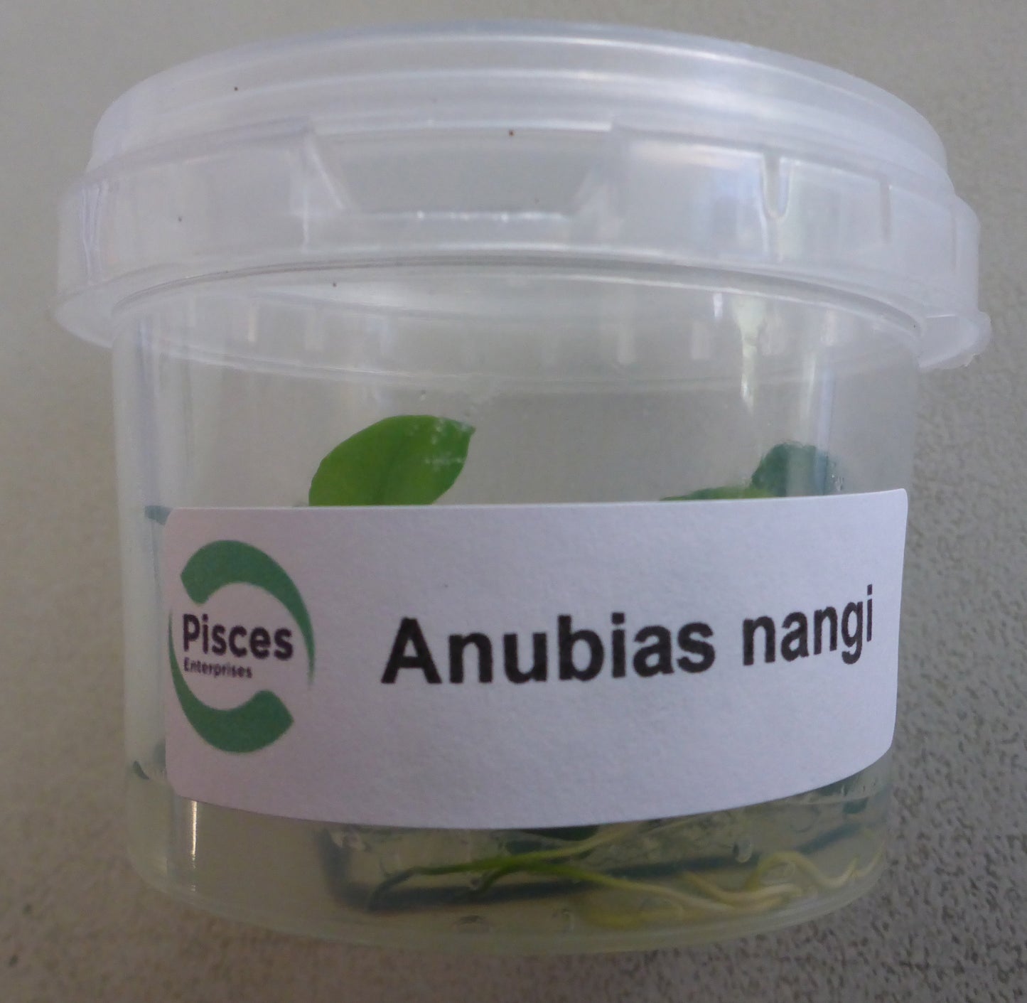 Live plant Anubias nangi tissue culture pot