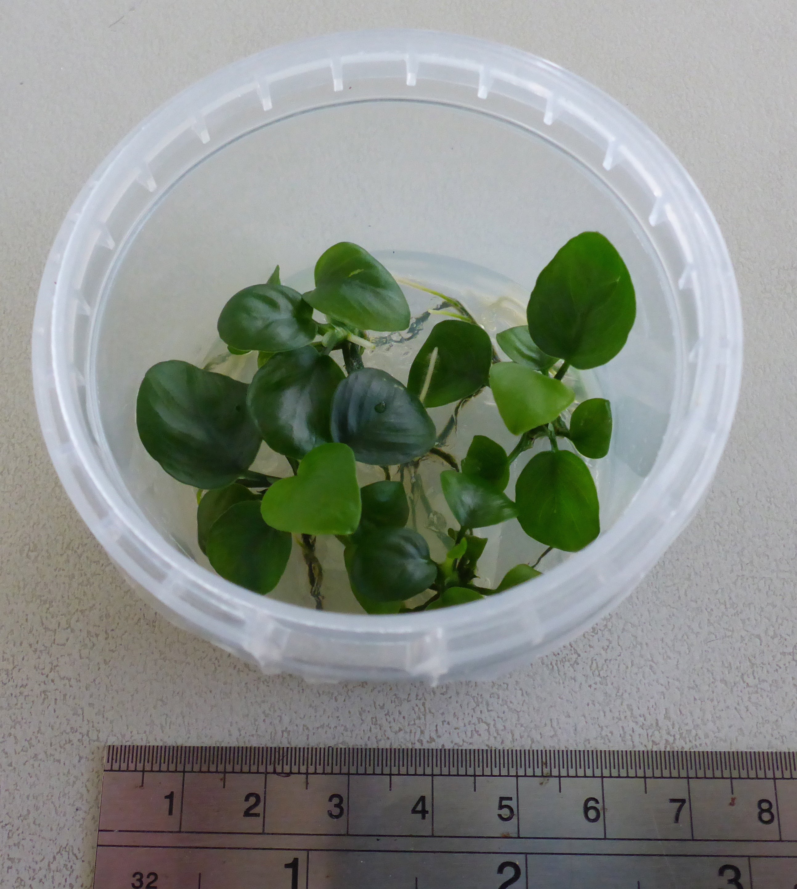 Live plant Anubias nangi tissue culture pot – Guppy's Aquarium Products