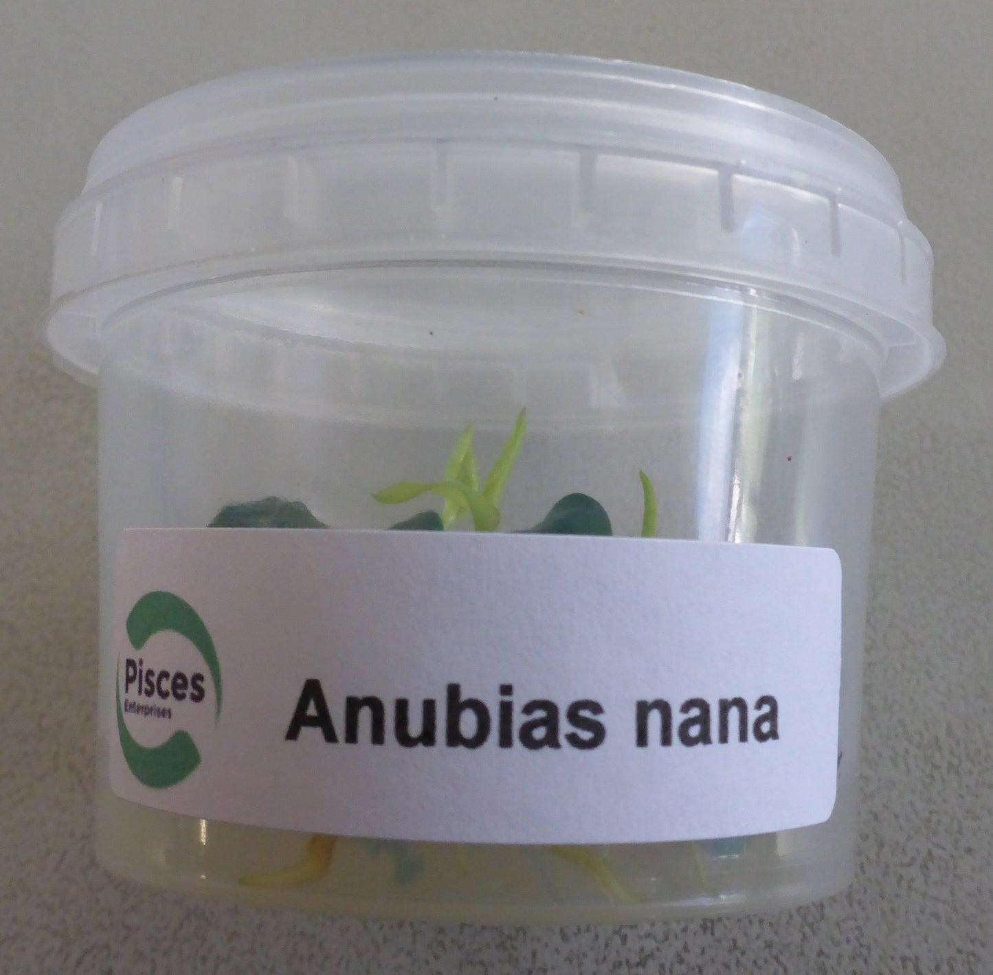 Live plant Anubias nana tissue culture pot