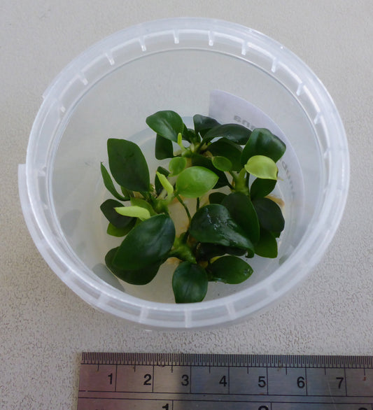 Live plant Anubias nana tissue culture pot