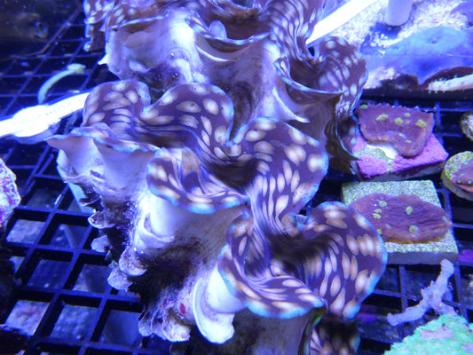 Squamosa Giant clam (aquacultured) Medium