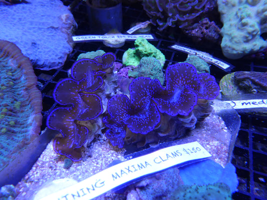 Blue Lightning Giant clam (Maxima)