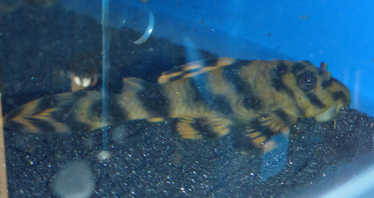 L 202 Catfish 3-4cm