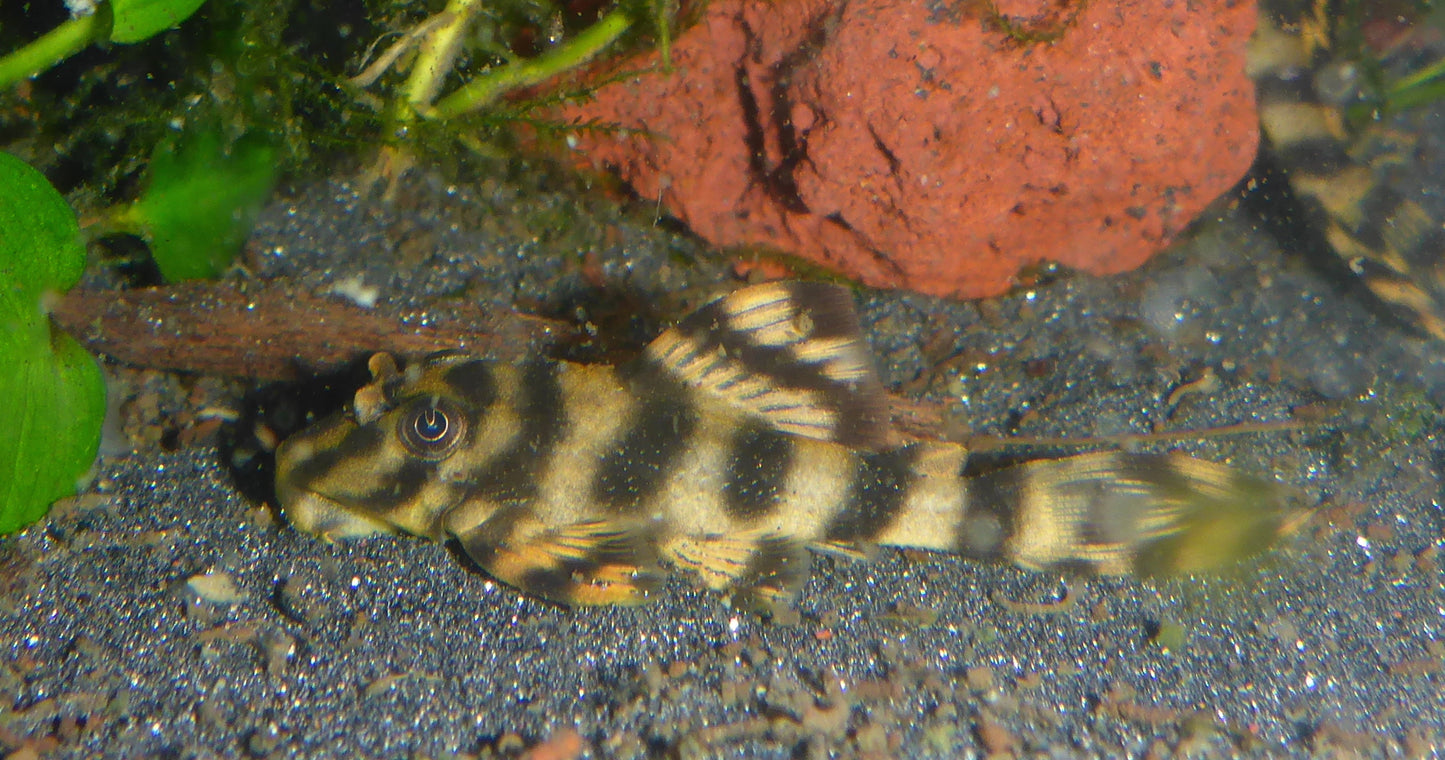 L 202 Catfish 3-4cm