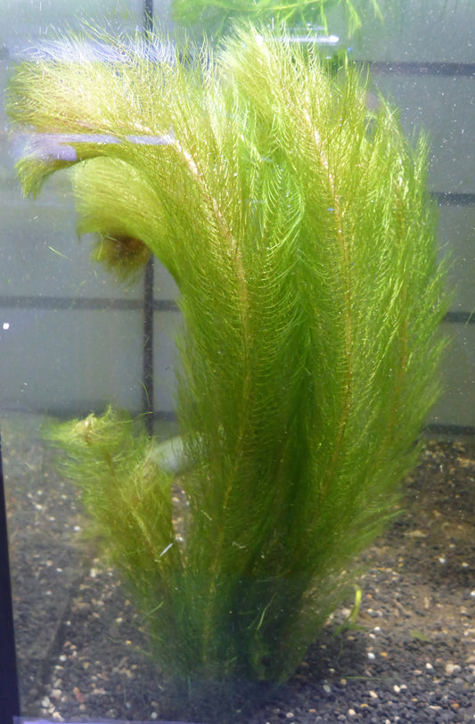 Live plant Green Myriophyllum