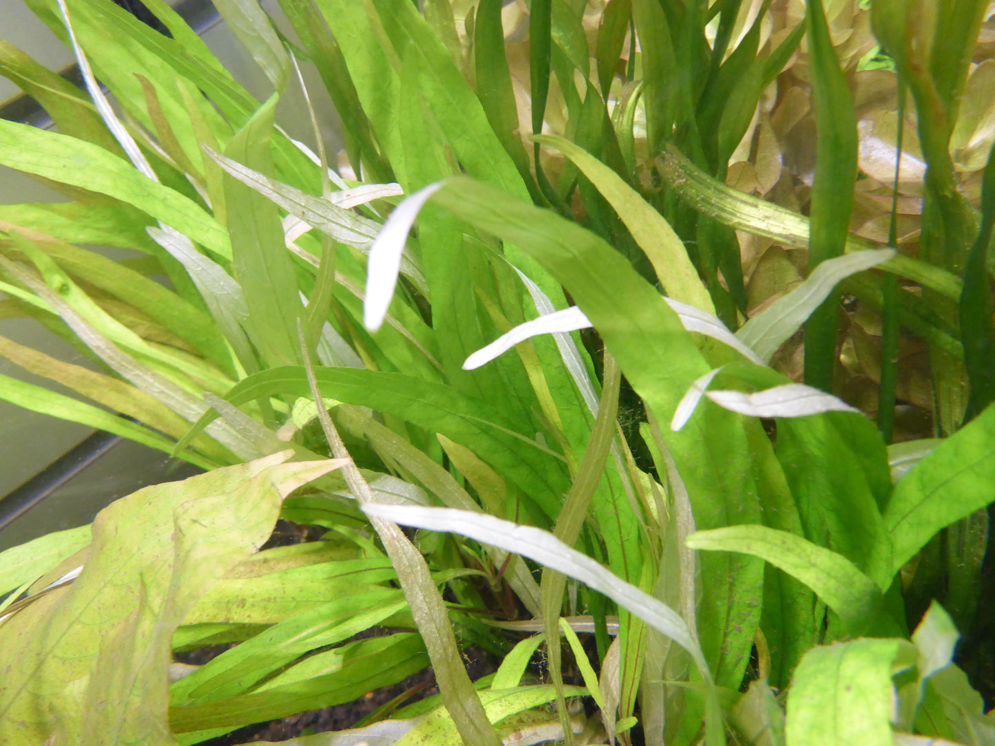 Live plant Willow Hygrophila Bunch