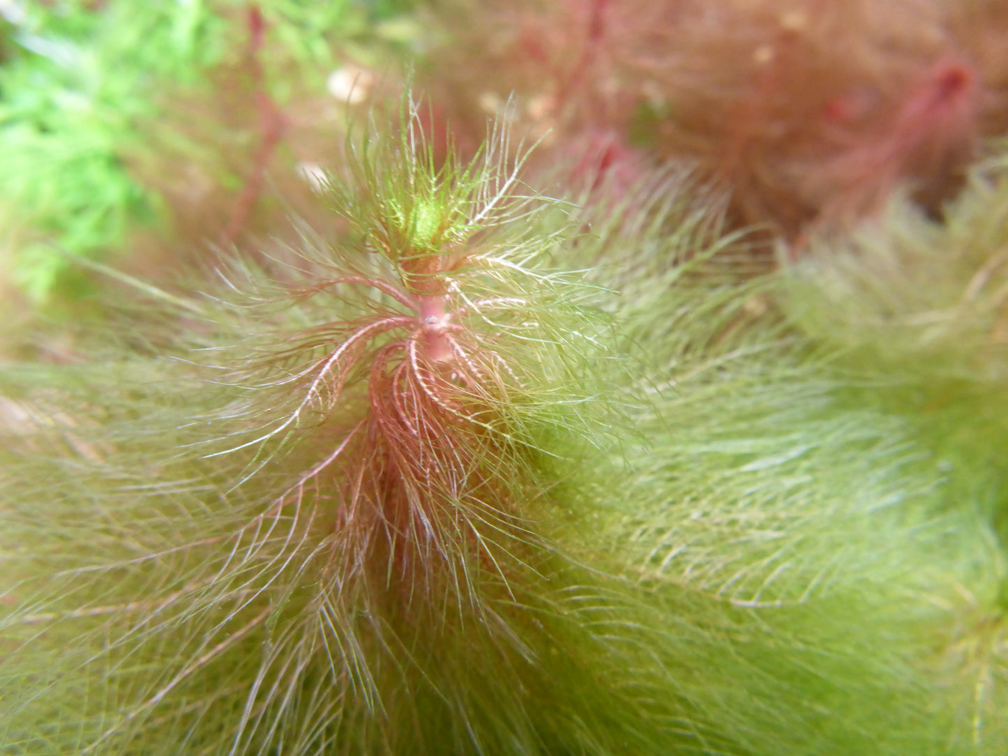 Live plant Green Myriophyllum