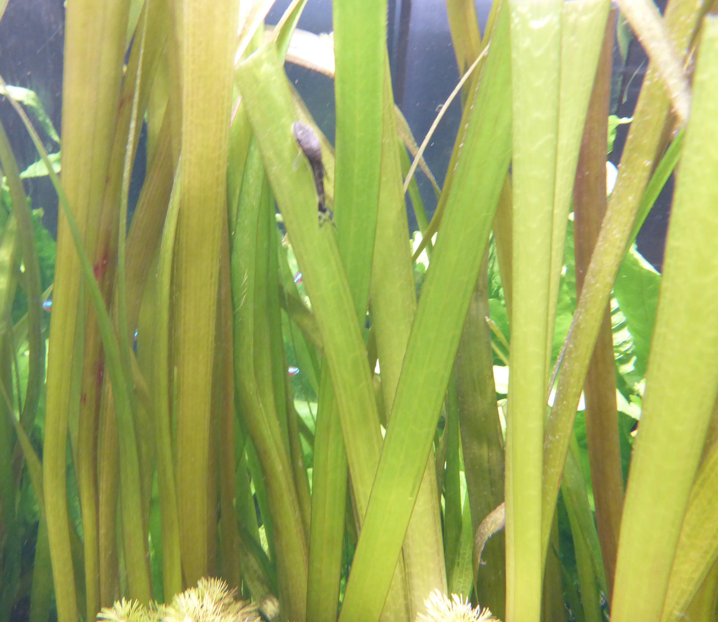 Live Plant Giant Vallisneria Bunch