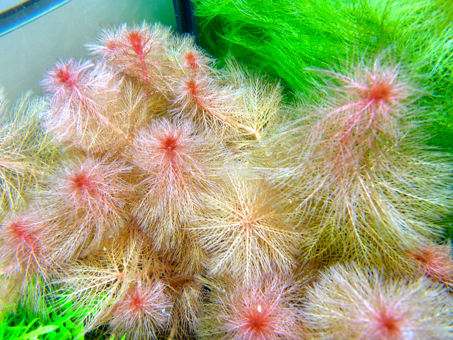 Live plant Red Myriophyllum