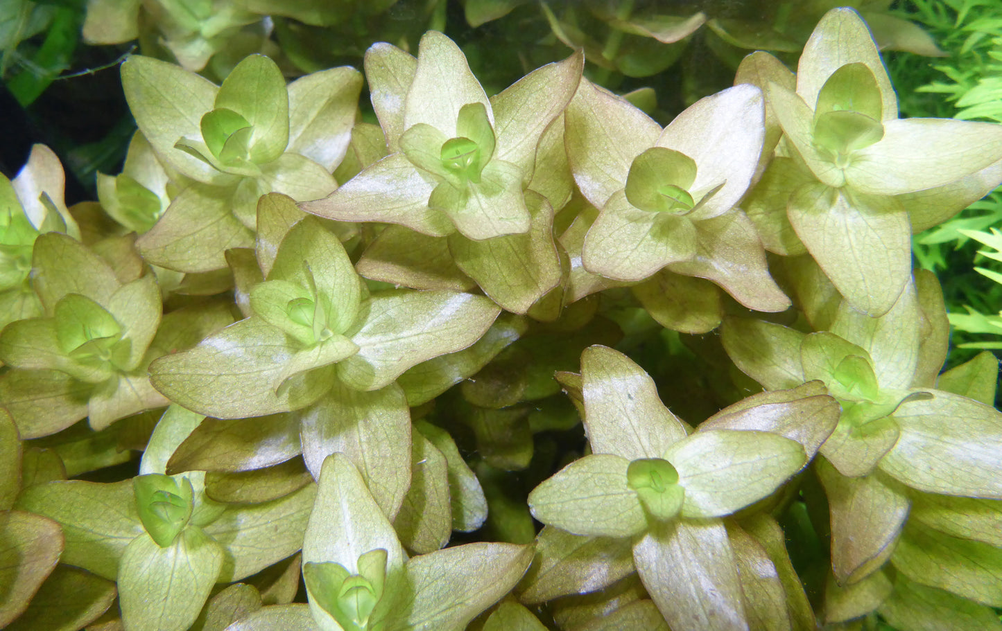 Live Plant Bacopa Bunch