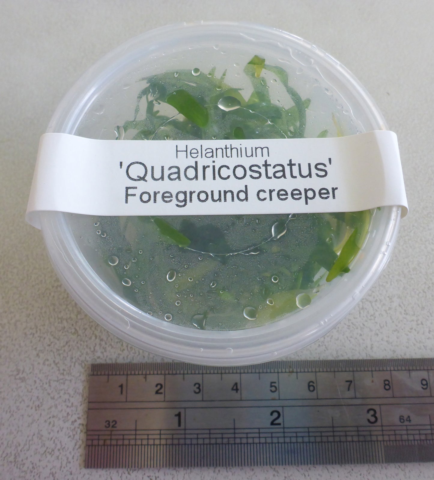 Live plant Helanthium quadricostatus tissue culture pot