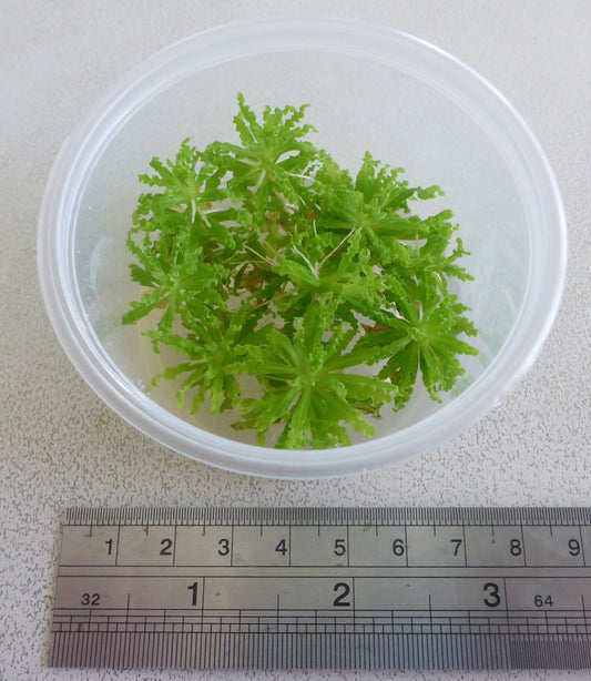 Live plant Pogostemon helferi tissue culture pot