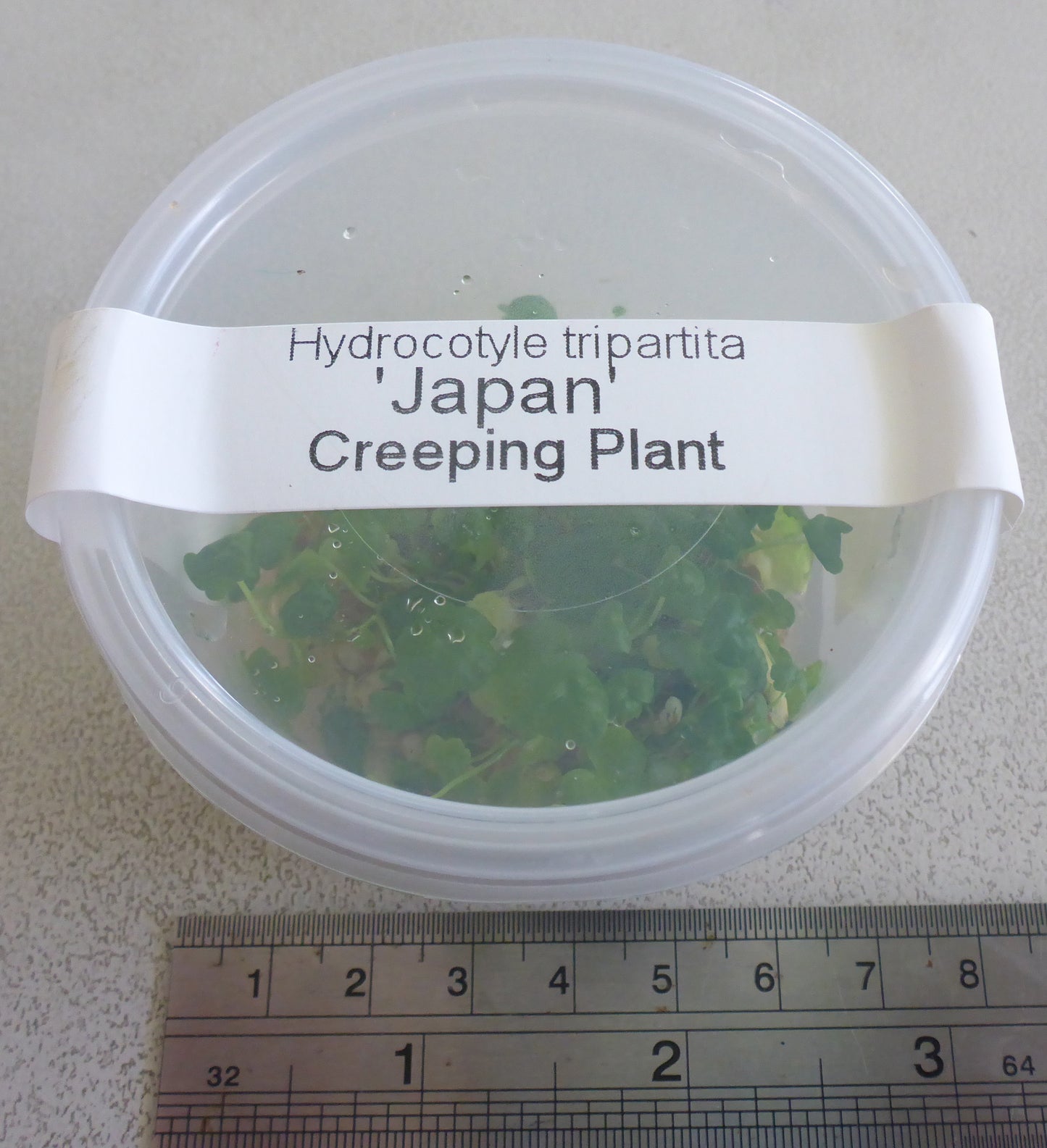 Live plant Hydrocotyle tripartita 'Japan' tissue culture pot