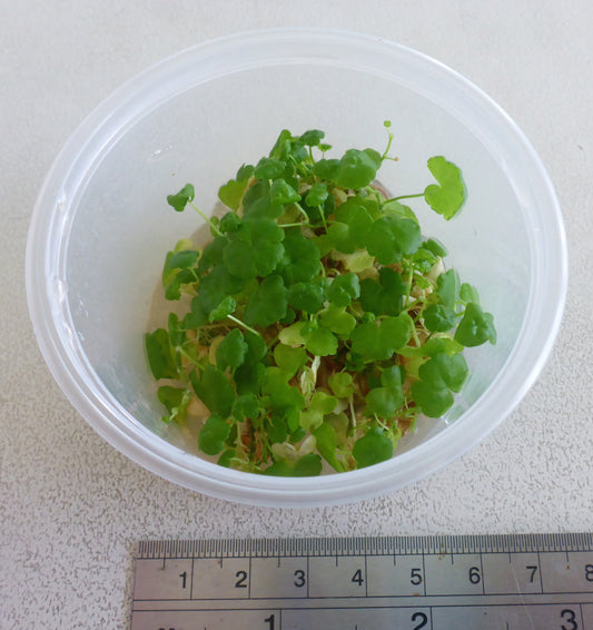 Live plant Hydrocotyle tripartita 'Japan' tissue culture pot