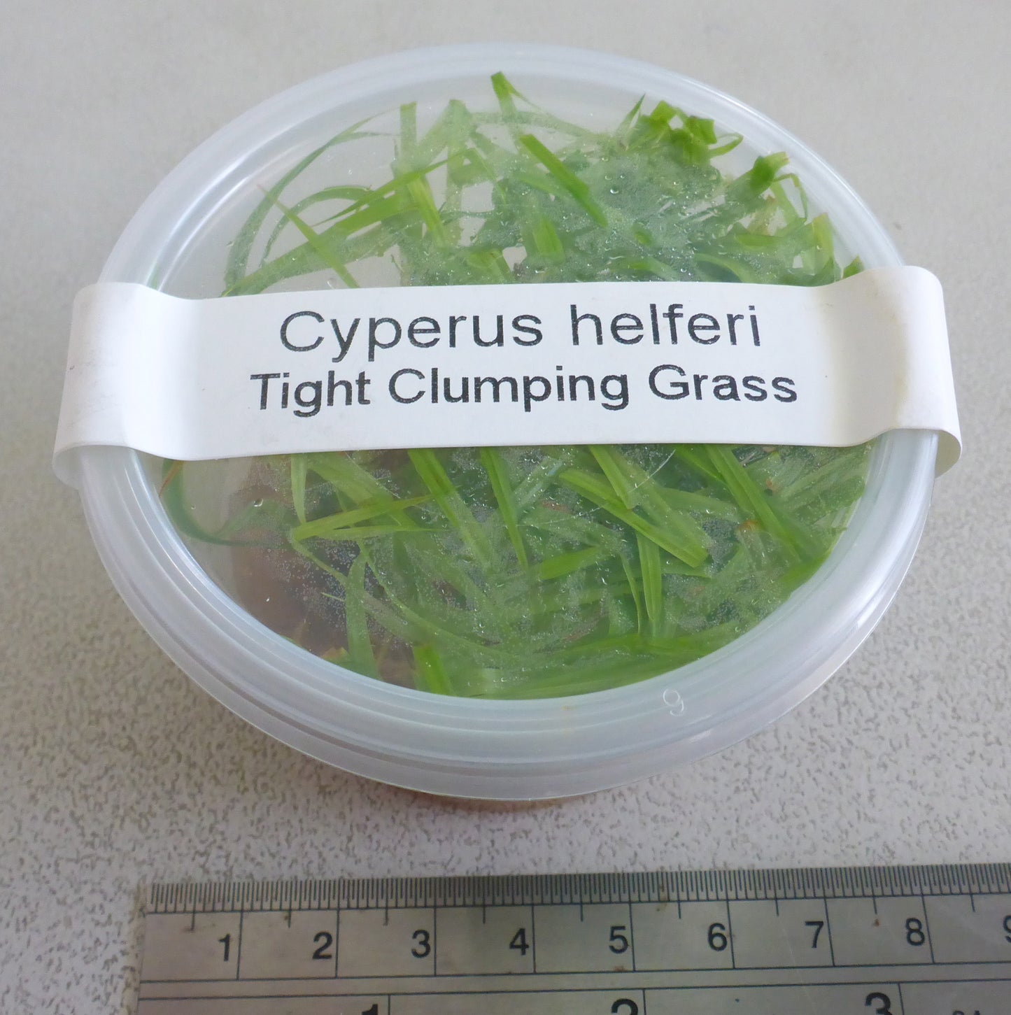 Live plant Cyperus helferi tissue culture pot