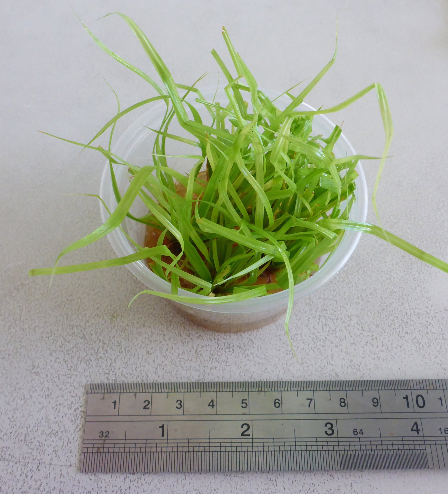 Live plant Cyperus helferi tissue culture pot