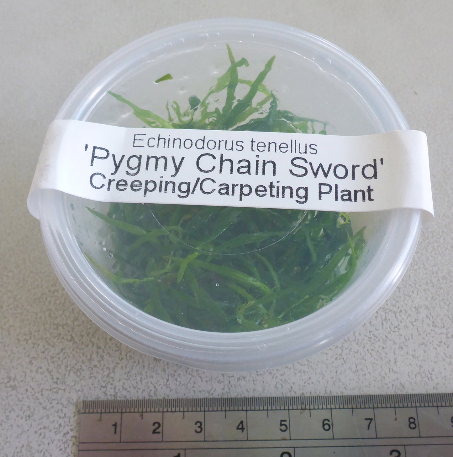 Live plant Pygmy chain sword tissue culture pot