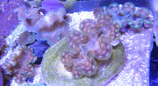 Squamosa Giant clam (aquacultured) small (3-4cm)