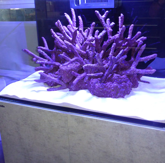 Walt Smith Reef Rock 2.1 Branching (per kg)