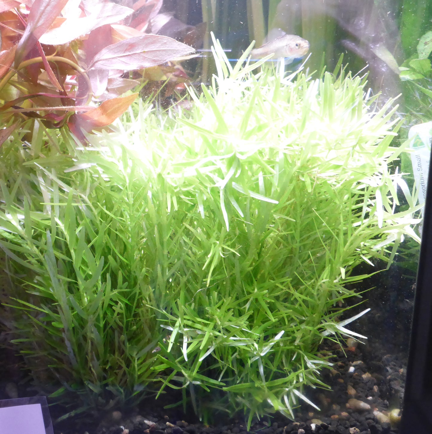 Live Plant Rotala Rotundifolia 'Green' Bunch