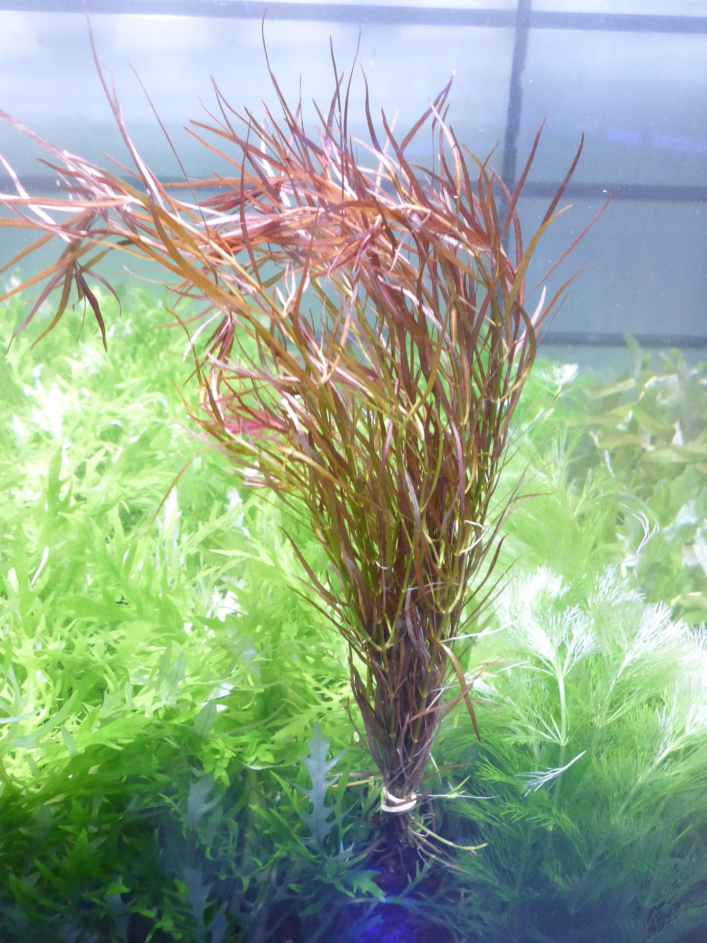 Live Plant Ludwigia Needle-Leaf Bunch