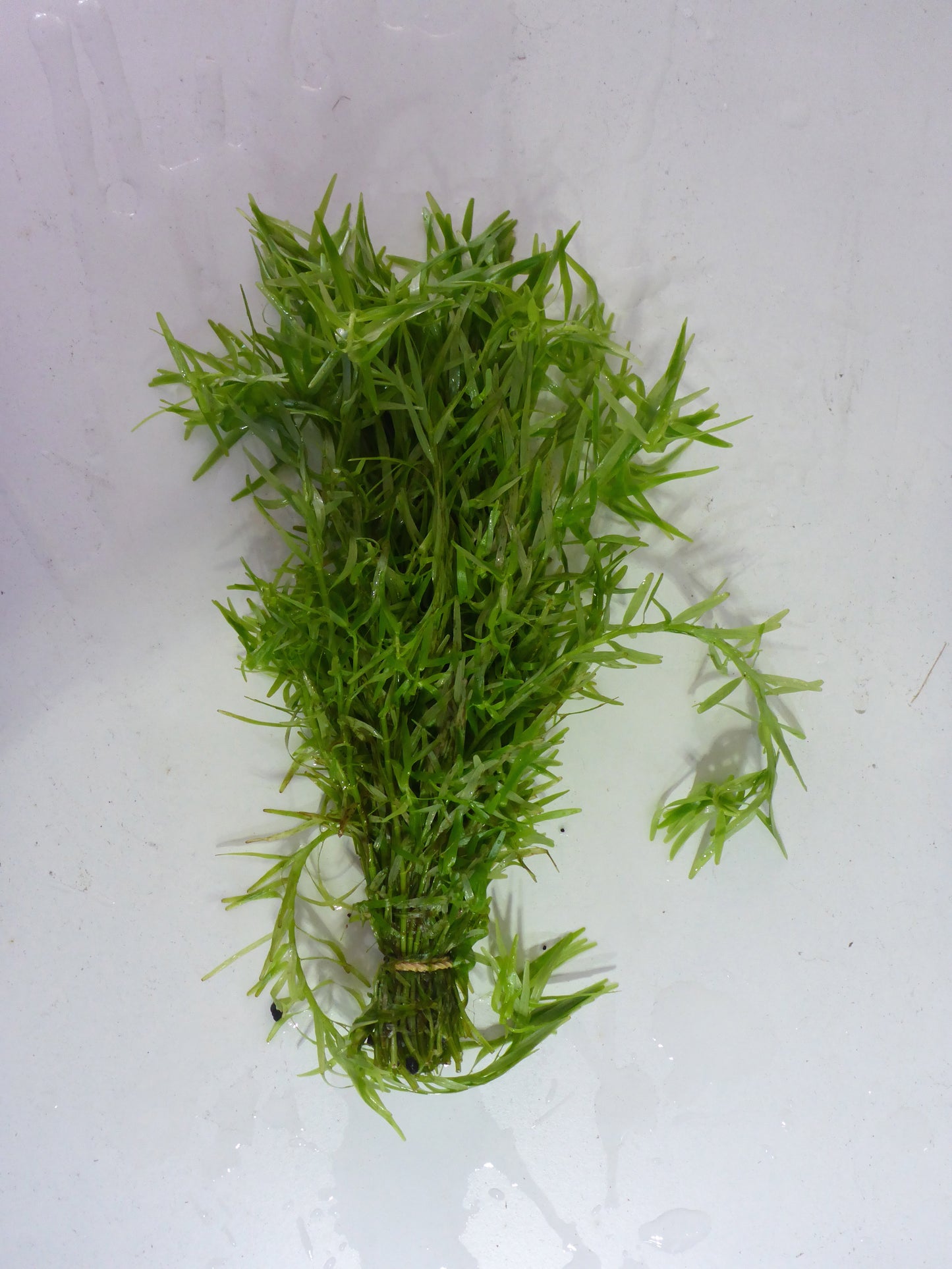 Live Plant Rotala Rotundifolia 'Green' Bunch