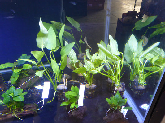 Live plant Assorted submerse grown Amazon Sword xl bare root