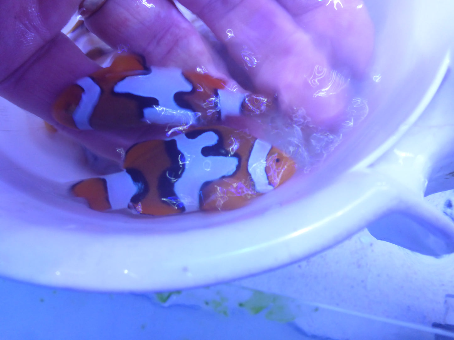 Picasso Clownfish 5cm