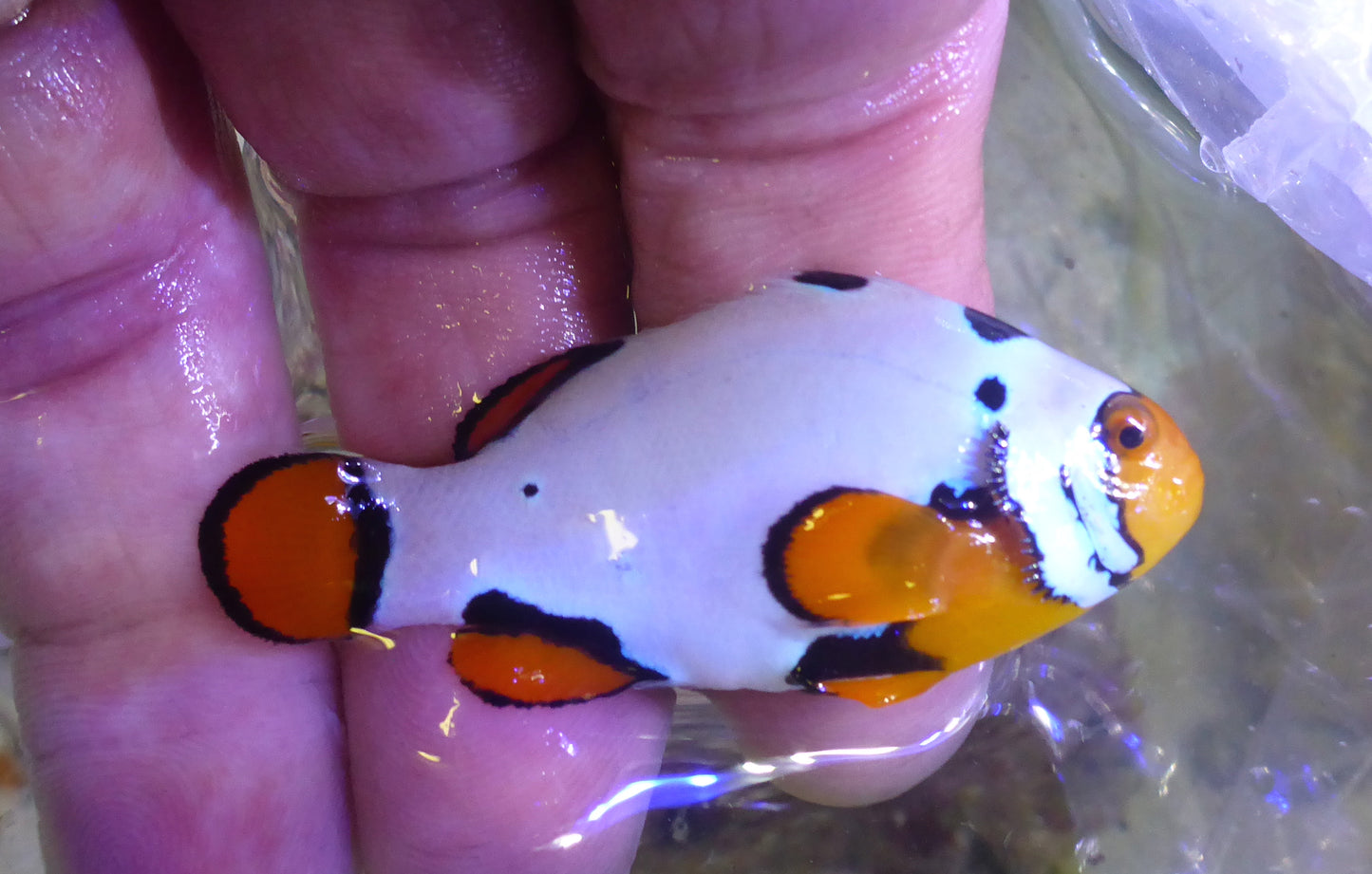 Snowflake Clownfish 4cm