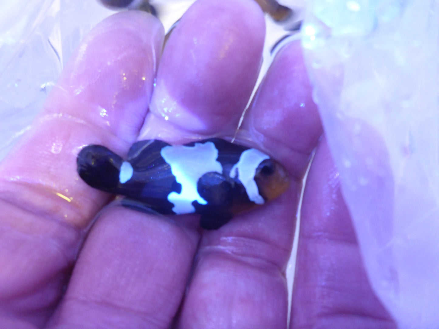 Black ice Clownfish 3.5cm