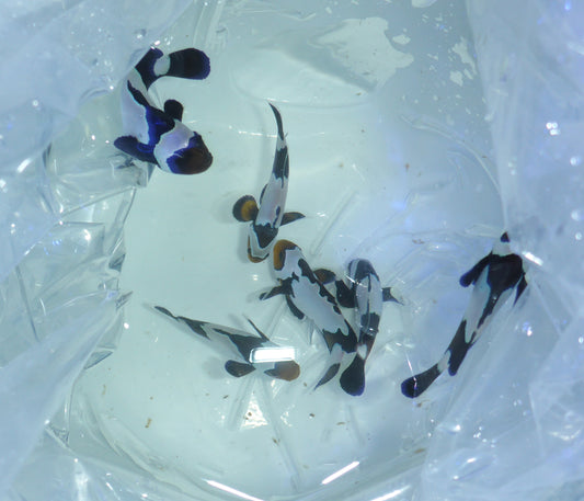 Black ice Clownfish 3.5cm